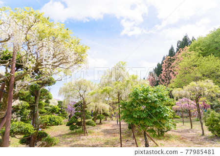Tono Seto no Sato, full bloom wisteria 77985481