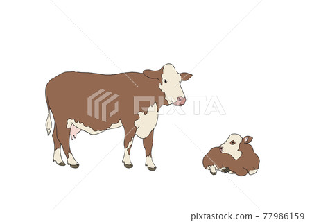 Cow illustration-hand drawn line drawing Cow illustration-hand drawn line drawing 77986159
