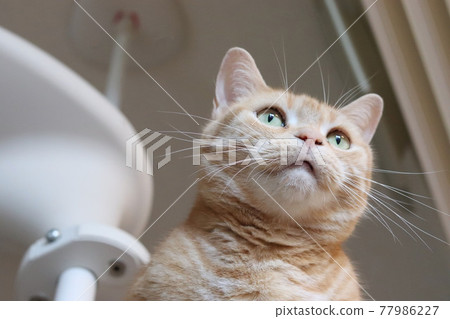 Cat American Shorthair Red Tabby on Low Angle Cat Tower Cat American Shorthair Red Tabby on Low Angle Cat Tower 77986227