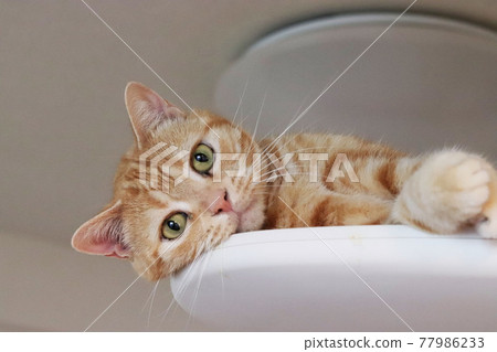 Cat American Shorthair Red Tabby lying down on a cat tree Cat American Shorthair Red Tabby lying down on a cat tree 77986233