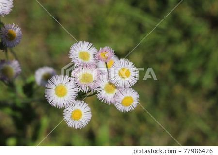 開花在春天領域的Halzion白花 開花在春天領域的Halzion白花 77986426