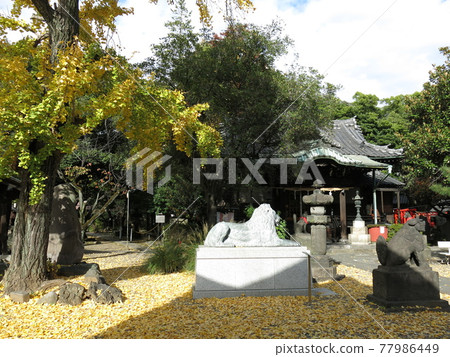 Sansujin-ku Mukojima's Sanja shrine with beautiful yellow leaves of ginkgo biloba 77986449