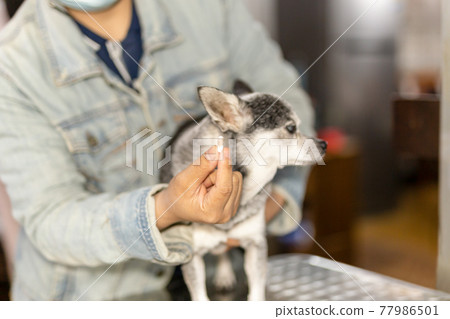 Woman giving the Chihuahua dog with pill. Woman giving the Chihuahua dog with pill. 77986501