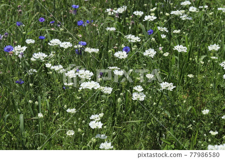 開花在春天公園的奧爾利亞白色鞋帶白花 開花在春天公園的奧爾利亞白色鞋帶白花 77986580