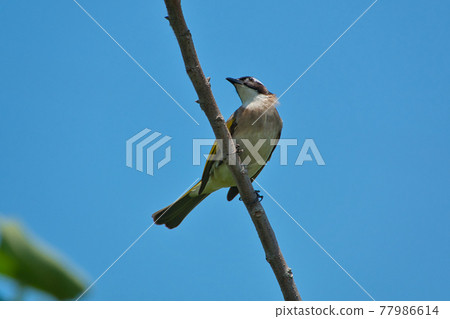 A Light-vented Bulbul standing on a tree branch.Adult dark olive above, white below, with black-and-white head pattern. (Pycnonotus sinensis) 77986614