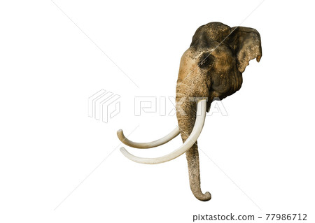 Head of Thai Elephant with long trunk isolated on white background. 77986712