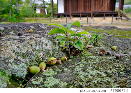The remains of the bell tower of Hoki-ji Temple, a World Heritage Site 77986724