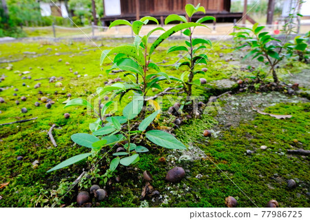 The remains of the bell tower of Hoki-ji Temple, a World Heritage Site 77986725