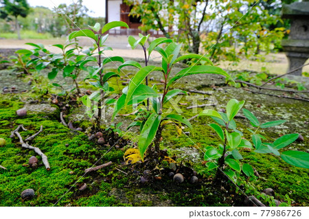世界遺產寶貴寺鐘樓遺跡 77986726