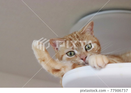 American Shorthair Red Tabby Cat Hairing on a Cat Tower American Shorthair Red Tabby Cat Hairing on a Cat Tower 77986737