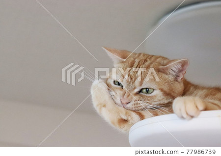 Cat American Shorthair Red Tabby Biting on Arm Cat American Shorthair Red Tabby Biting on Arm 77986739