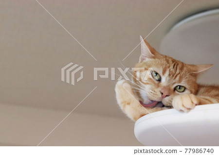 Cat American Shorthair Red Tabby Grooming with a Throat Face Cat American Shorthair Red Tabby Grooming with a Throat Face 77986740