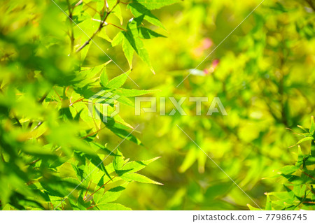 初夏的藍楓葉 初夏的藍楓葉 77986745