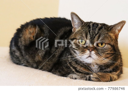 Cat sitting curled up American Shorthair Brown Tabby 77986746