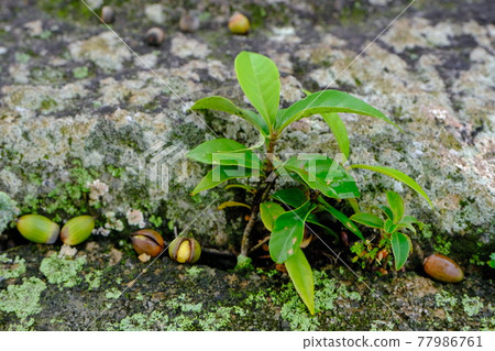 世界遺產寶貴寺鐘樓遺跡 77986761