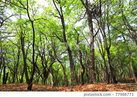 台灣山岳的冒險與旅途 77986771