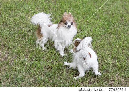 Continental toy spaniel puppy and chihuahua puppy. Continental toy spaniel puppy and chihuahua puppy. 77986814