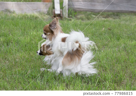 Papillon and chihuahua are making love in park. 77986815