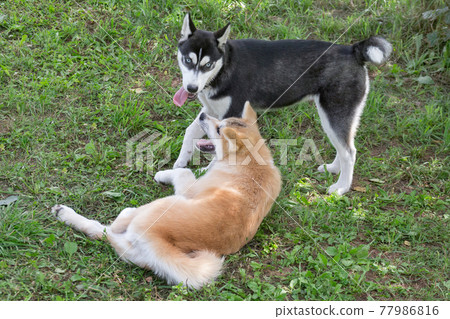 Border collie puppy and akita inu puppy. Pets. 77986816