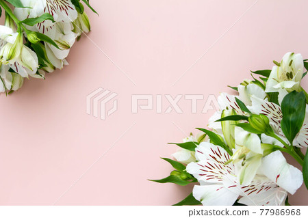 Plain coral pink background and pure white alstroemeria flowers 77986968