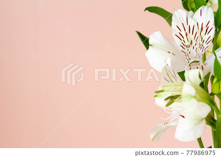 純珊瑚粉紅色背景和純白色六出花 77986975