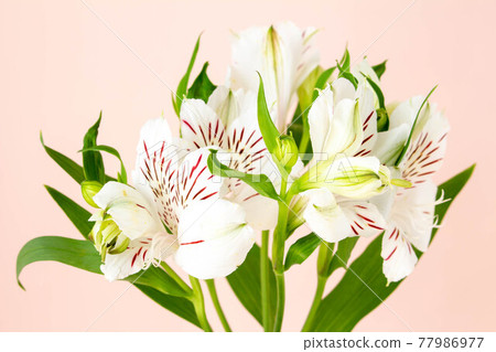 純珊瑚粉紅色背景和純白色六出花 77986977