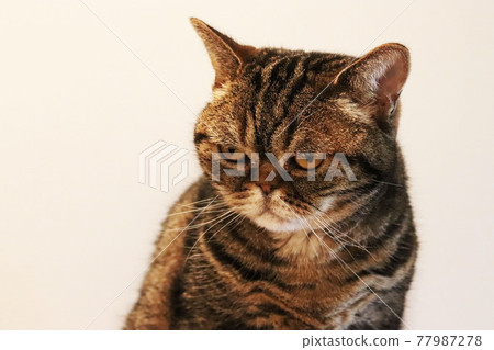 Cat American Shorthair Brown Tabby glaring with an angry look Cat American Shorthair Brown Tabby glaring with an angry look 77987278