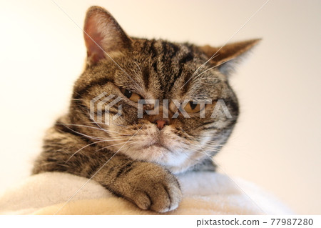 Cat American Shorthair Brown Tabby looking at the camera with a throaty face Cat American Shorthair Brown Tabby looking at the camera with a throaty face 77987280