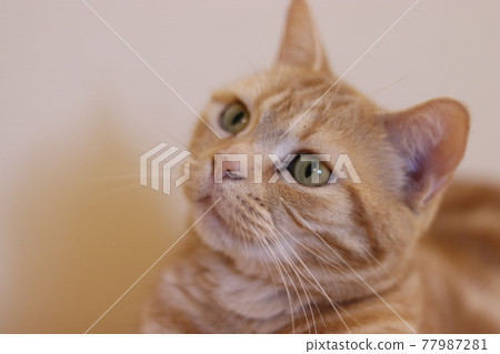 貓美國短毛貓紅虎斑認真地看東西 77987281