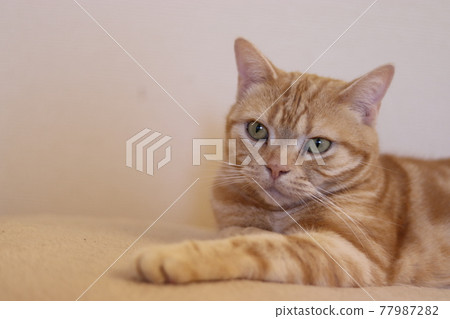 Calm and relaxing cat American Shorthair Red Tabby Calm and relaxing cat American Shorthair Red Tabby 77987282
