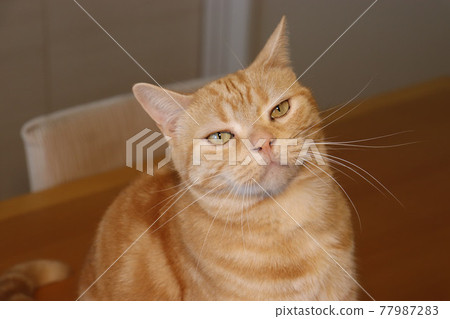 Cat American Shorthair Red Tabby looking up with a slightly moody face Cat American Shorthair Red Tabby looking up with a slightly moody face 77987283