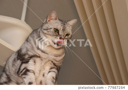 Cat Tower American Shorthair Silver Tabby Watching Cat Tower Cat Tower American Shorthair Silver Tabby Watching Cat Tower 77987284