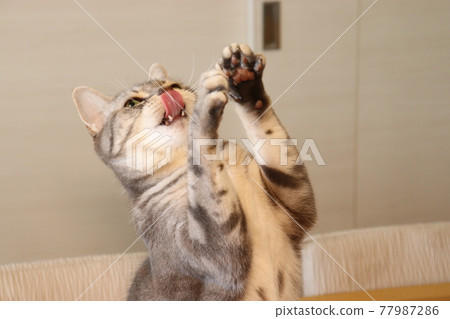 Cat American Shorthair Blue Tabby trying hard to catch something Cat American Shorthair Blue Tabby trying hard to catch something 77987286