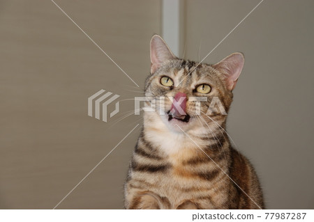 Cat licking nose American Shorthair Silver Patched Tabby Cat licking nose American Shorthair Silver Patched Tabby 77987287