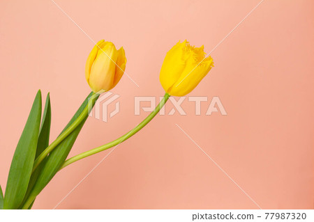 Plain coral pink background and yellow tulips Plain coral pink background and yellow tulips 77987320