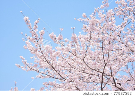 Blue sky and cherry blossoms Blue sky and cherry blossoms 77987592