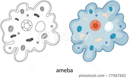 Ameba in colour and doodle on white background Ameba in colour and doodle on white background 77987892