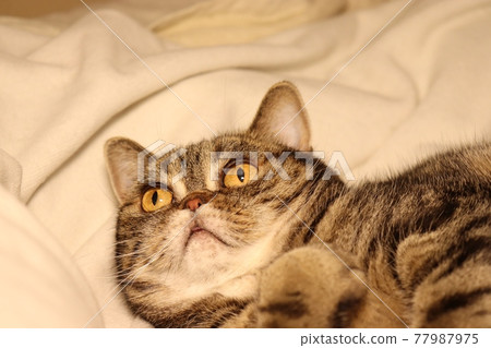 Surprised astonished cat American Shorthair Brown Tabby Surprised astonished cat American Shorthair Brown Tabby 77987975