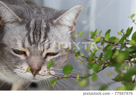 American Shorthair Blue Tabby, a cat that loves foliage plants American Shorthair Blue Tabby, a cat that loves foliage plants 77987976