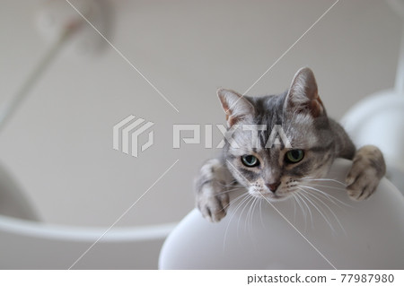 Cat American Shorthair Blue Tabby Looking Out from the Cat Tower Cat American Shorthair Blue Tabby Looking Out from the Cat Tower 77987980