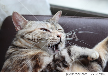 Awakened and surprised cat American Shorthair Silver Patched Tabby Awakened and surprised cat American Shorthair Silver Patched Tabby 77987982