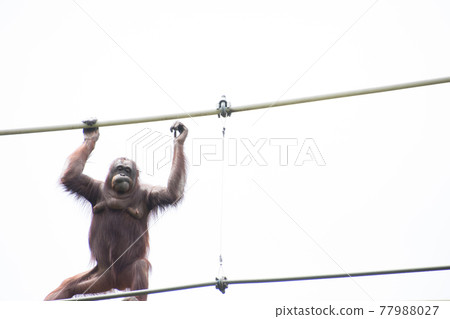 Orangutan walking a tightrope 77988027