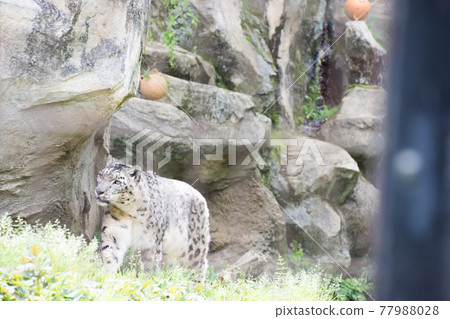 Snow leopard Snow leopard 77988028