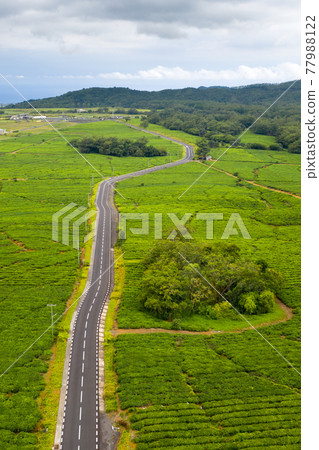 Aerial view from above of a road passing through tea plantations on the island of Mauritius, Mauritius Aerial view from above of a road passing through tea plantations on the island of Mauritius, Mauritius 77988122
