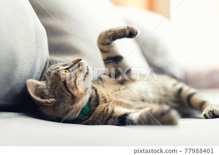 Cute little playful fluffy little tabby cat relaxing enjoy lying, playing and dreaming on cozy soft armchair at backyard in warm sunset lights. Funny happy domestic pet sleeping on sofa at yard 77988401