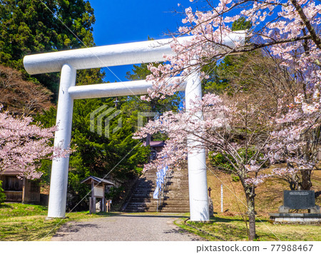 Cherry blossoms and torii in full bloom (Hanitsu Shrine, Inawashiro, Fukushima) Cherry blossoms and torii in full bloom (Hanitsu Shrine, Inawashiro, Fukushima) 77988467