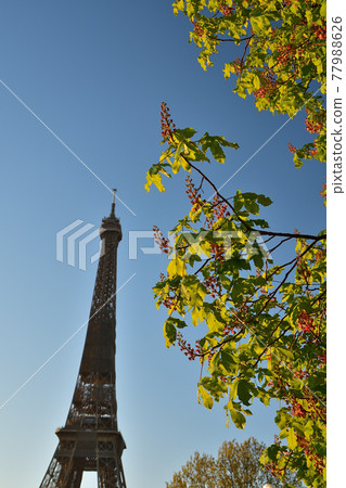 2021 年 4 月 24 日,法國巴黎,早晨陽光下的七葉樹和埃菲爾鐵塔 2021 年 4 月 24 日,法國巴黎,早晨陽光下的七葉樹和埃菲爾鐵塔 77988626