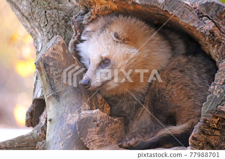 Raccoon dog Raccoon dog 77988701