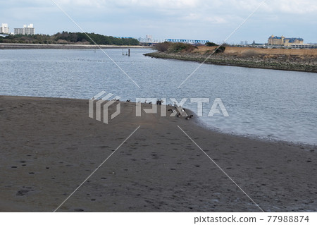 Kasai臨海公園 Kasai臨海公園 77988874