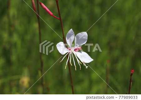 White gaura (Hakuchosou, Yamamomosou) blooming in the spring park White gaura (Hakuchosou, Yamamomosou) blooming in the spring park 77989033